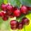 How to grow and care for cherry trees
