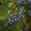 Blueberries growing