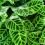 How to grow and care for Calathea