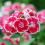 How to grow and care for Dianthus
