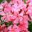 Oleander onderhouden – Maintenu oleander - I Love My Garden