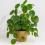 Pannenkoekenplant verzorgen - soigner pilea - Love the garden