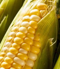 uprawa kukurydza cukrowa