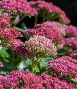 Rosa-weiße Fetthenne blüht mit grünen Blättern