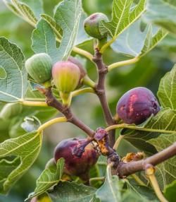 Des figues mûres et vertes dans la couronne de l'arbre du figuier