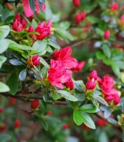 Zbliżenie na ciemnoróżowe kwiaty azalii japońskiej (Azalea Japonica)