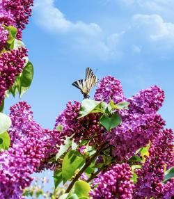 ioletowe kwiaty na krzaku budlei, na tle nieba. Na jednym z kwiatów znajduje się motyl