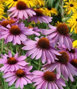 Echinacea purpurea, die östliche lila Konflower, lila Konflower, Igel Konflower, oder Echinacea, ist eine nordamerikanische Art von Blütenpflanzen in der Familie Asteraceae. 