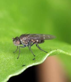 How to control fungus gnats in the home