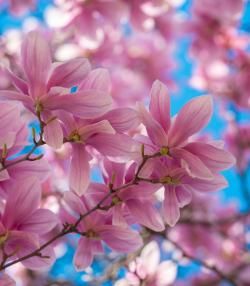 Gros plan de fleurs de magnolia roses poussant sur une branche