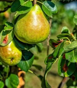 gros plan de poires poussant sur une branche