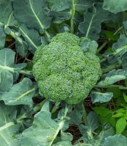 brocoli poussant dans le sol