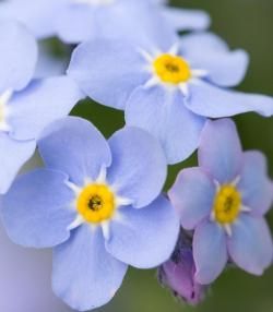 Forget Me Nots