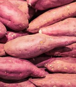 Growing Sweet Potato