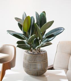 Rubber plant in a pot on the table in modern living room