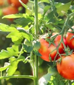 Beautiful red ripe tomatoes on a green vine.