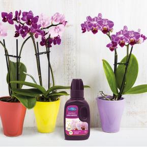 Engrais pour orchidées - Floralux