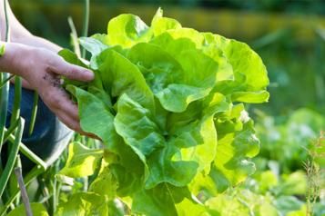 winter lettuce