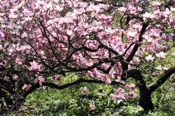 Rodzaje magnolii