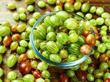 How To Grow And Care For Gooseberries Easily | Love The Garden