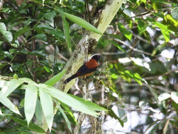 The Hooded Pitohui