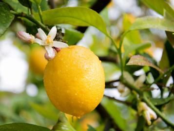 Lemon tree in blossom