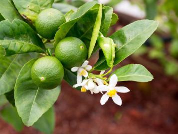 Lime tree in blossom