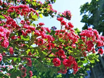 Paul’s Scarlet hawthorn closeup