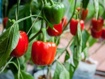 Red bell pepper plant new arrivals