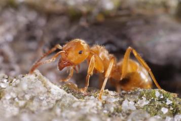 Die Gelbe Wiesenameise (Lasius flavus)