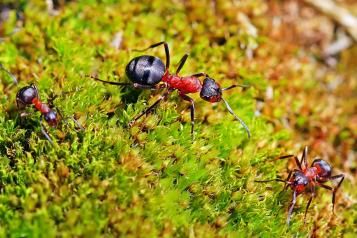 Die Rote Waldameise (Formica rufa)