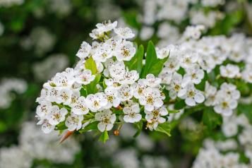 Des fleurs blanches de l’Aubépine Cratægus monogyna