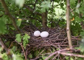 Deux œufs blancs de pigeon ramier dans un nid installé dans une haie d'aubépines 