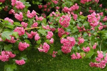 Une branche de l’Aubépine Cratægus lævigata, variété Rosea Plena, en pleine floraison