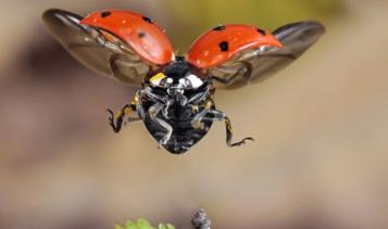 Oeufs de Coccinelle La Pause Jardin tout sur les coccinelles