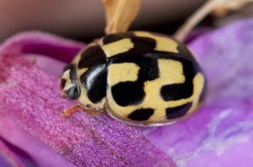 Oeufs de Coccinelle La Pause Jardin tout sur les coccinelles