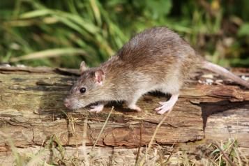 Se débarrasser des rats : 9 solutions et méthodes naturelles