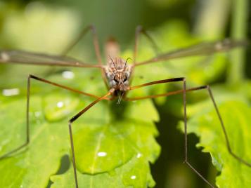 How to get rid deals of crane flies