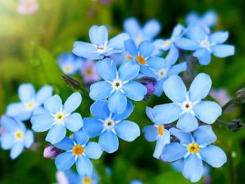 How To Grow and Look After Forget-Me-Nots In 5 Easy Steps | Love