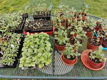 Hardening off plants on an outdoor table