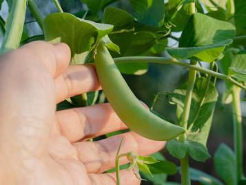 How to grow and care for sugar snap peas