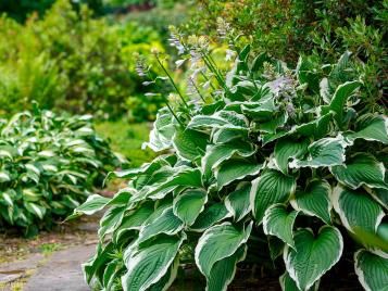 Hostas in summer garden border