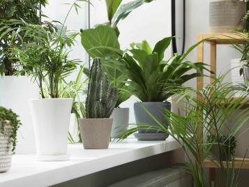 Choose the right houseplants