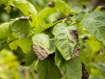 Potato blight on leaves