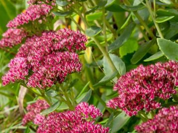 Sedum flowers in bloom