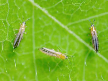 Identify and Control Thrips