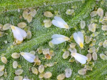 Whitefly control shop