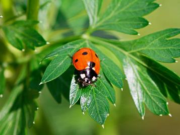 7 spot ladybird