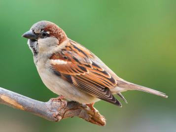 10 Sweetest Singing Birds in the World