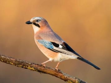 19 common British birds in your garden